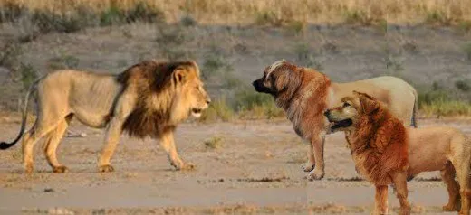 lion image